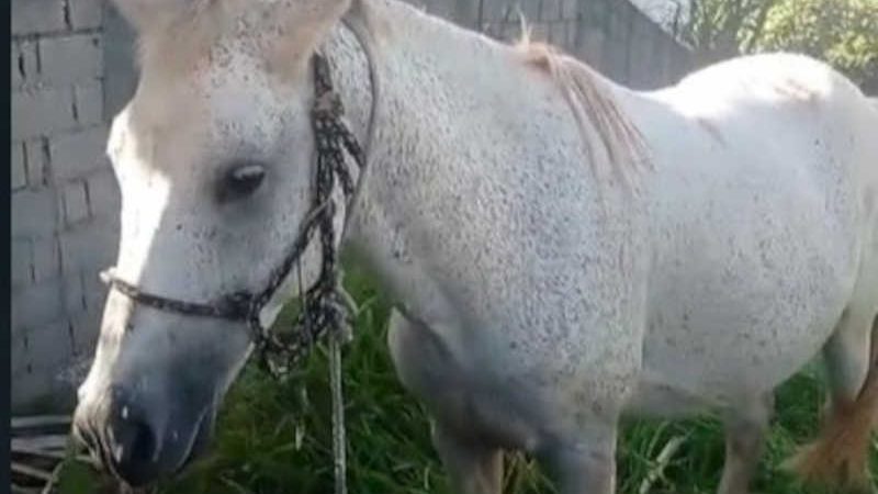 Cavalo é abandonado debaixo de sol em terreno baldio em Cotia (SP), denuncia moradora