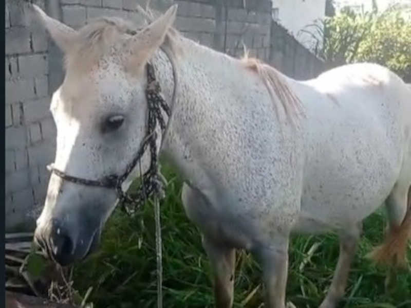 Cavalo é abandonado debaixo de sol em terreno baldio em Cotia (SP), denuncia moradora
