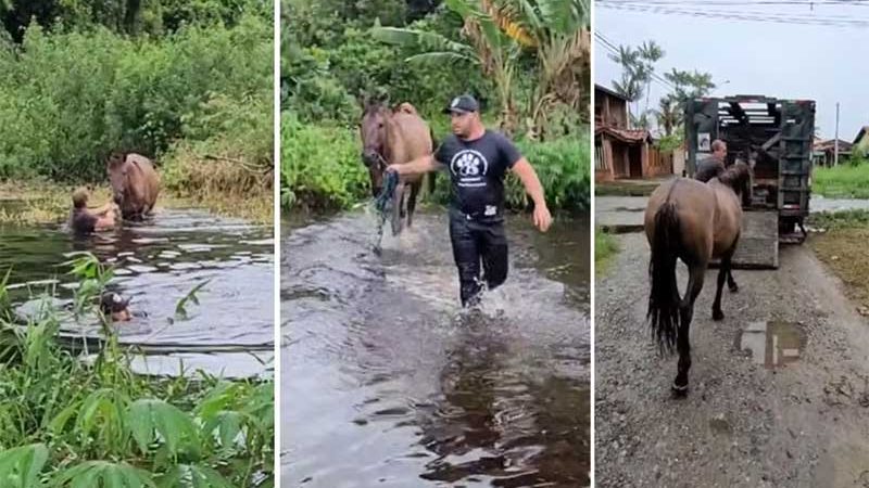 Cavalo fica abandonado e ‘atolado’ em rio que transbordou com enchente no litoral de SP; VÍDEO