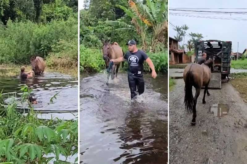 Cavalo fica abandonado e ‘atolado’ em rio que transbordou com enchente no litoral de SP; VÍDEO