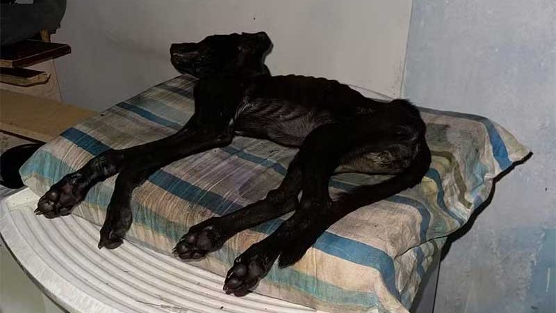 Cadela é sacrificada após ser encontrada em situação de maus-tratos em Itapetininga, SP