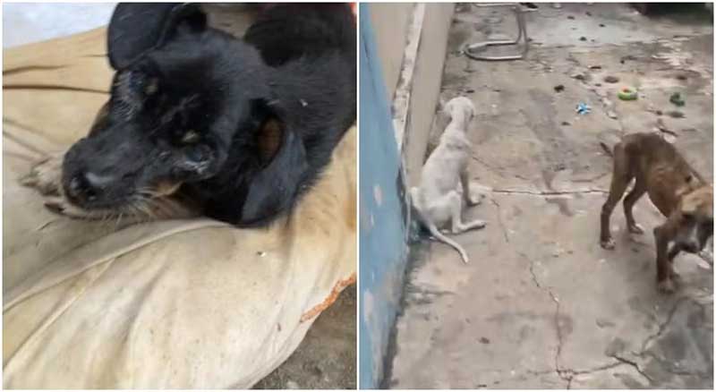 Polícia Civil resgata seis cães em situação de maus-tratos em Itapetininga, SP