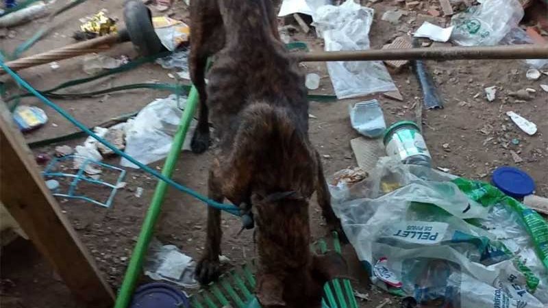 Cães vítimas de maus-tratos são socorridos em Jundiaí, SP; os filhotes com possíveis fraturas