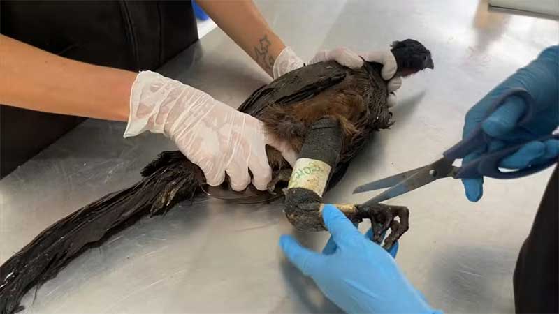 Recuperar aves vítimas de maus-tratos leva tempo e custa caro