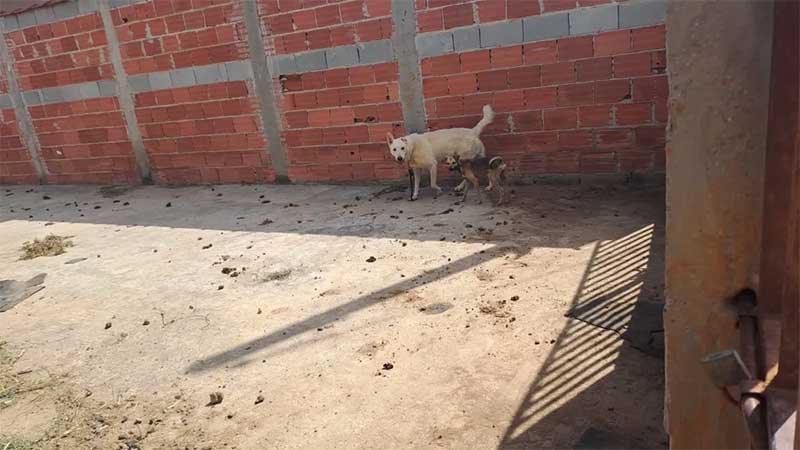 Seis cães são resgatados sem água e sem comida, em situação de maus-tratos em Pindamonhangaba, SP