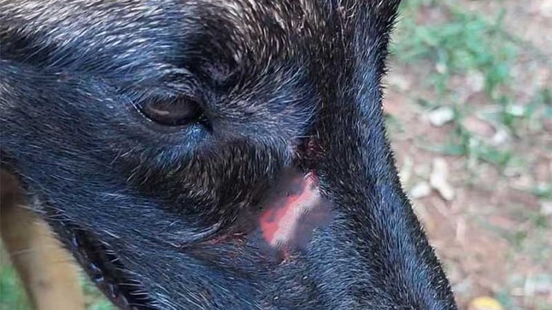 Homem é detido por maus-tratos a animais após ferir cão com pedaço de pau em Piracicaba (SP), diz polícia