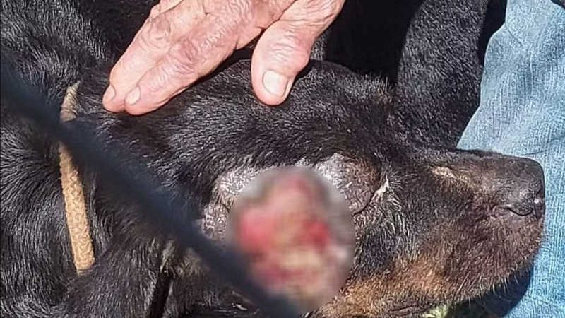 Sem procurar veterinário, dono de chácara usa banha de porco para tratar ferimento de cão rottweiler e acaba autuado por maus-tratos