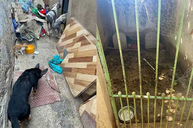 Justiça solta mãe e filha presas suspeitas de manterem cães e gatos em situação de maus-tratos em Salto, SP