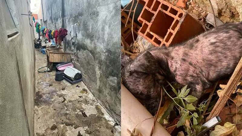 Polícia resgata cerca de 50 cães e gatos em situação de maus-tratos no interior de SP; mãe e filha foram presas
