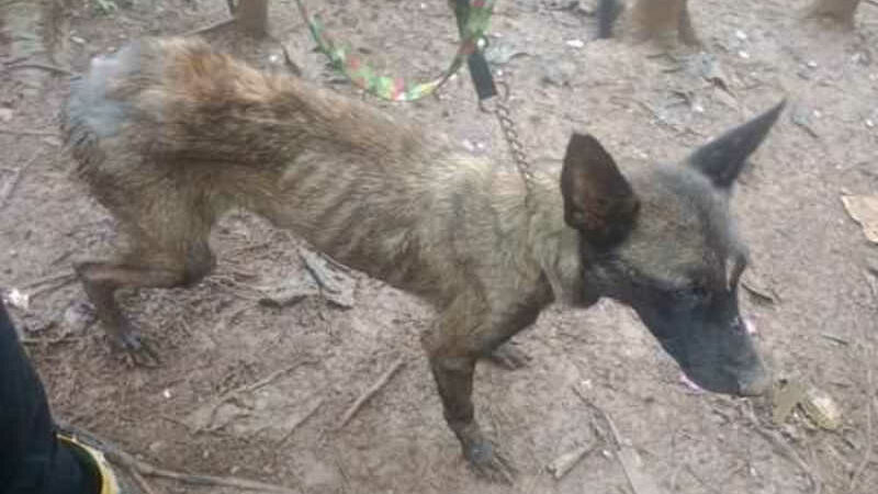 Tutor é apenas multado por maus-tratos a cachorra utilizada para procriação; animal morreu