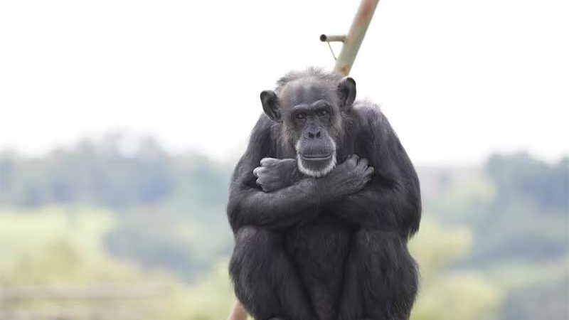 Como é viver no santuário brasileiro para onde Toti, o chimpanzé de olhar triste, poderia ser transferido da Argentina