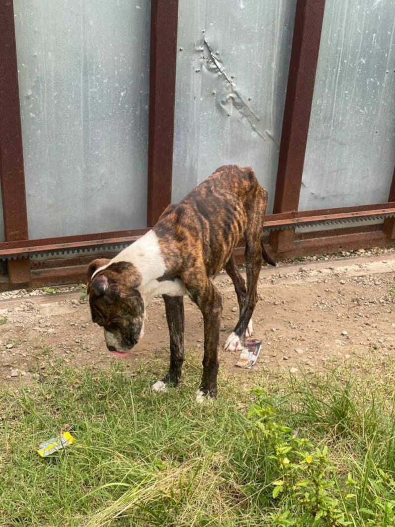 Cão é resgatado de maus-tratos e outro é encontrado morto em Taubaté, SP