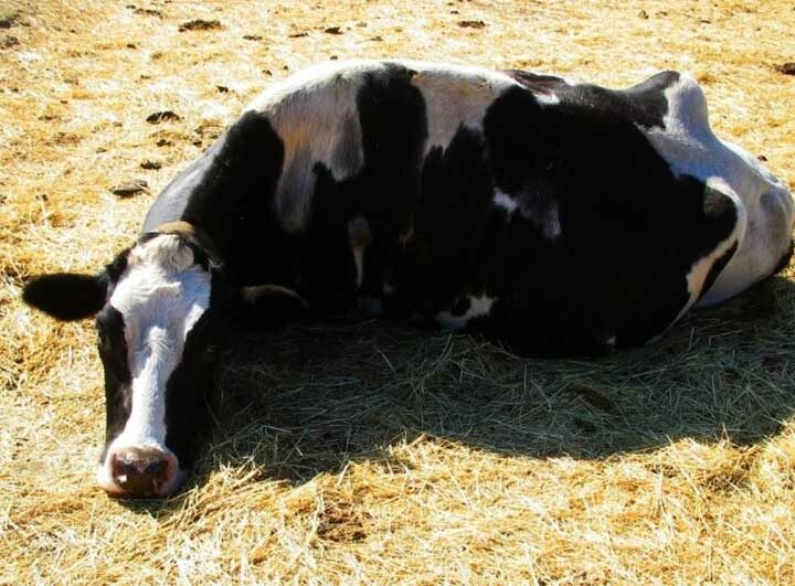Prefeitura atende denúncia de maus-tratos contra vaca em Valinhos, SP