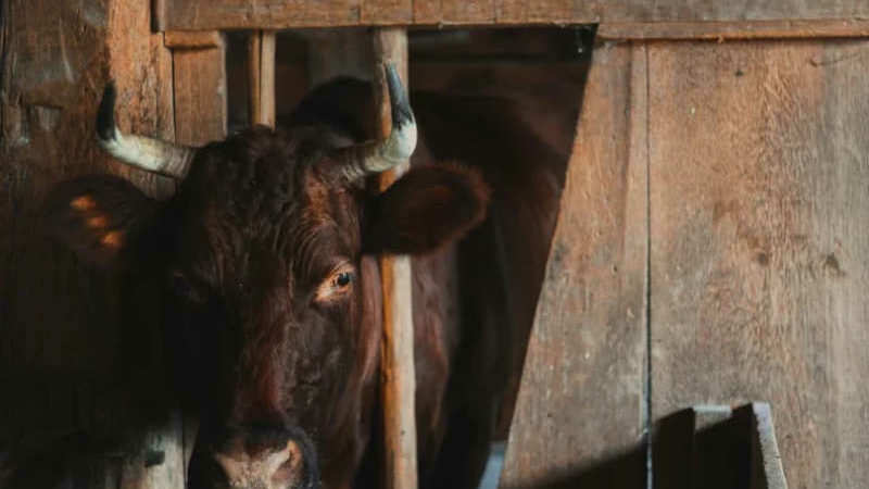 Cientistas criticam proposta net-zero da FAO para alimentação sem redução do consumo de carne
