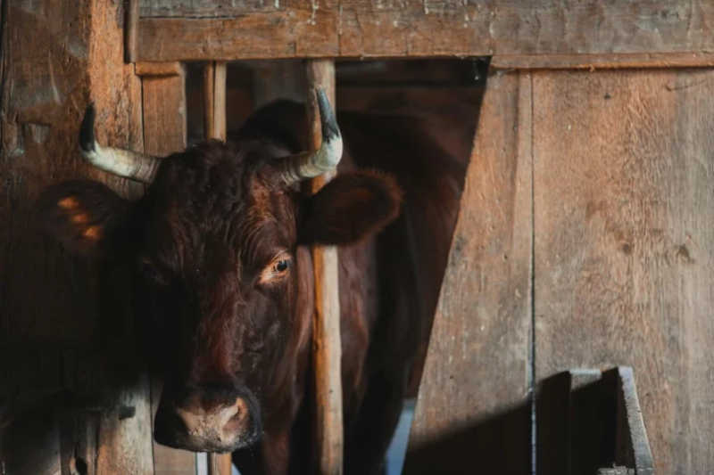 Cientistas criticam proposta net-zero da FAO para alimentação sem redução do consumo de carne