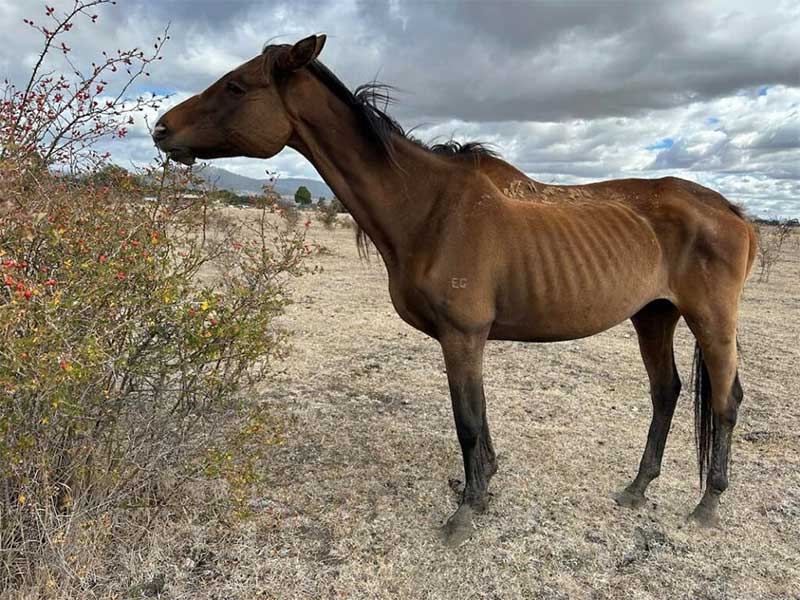 Austrália: pedidos de leis mais rígidas após a terrível negligência de cavalos emaciados