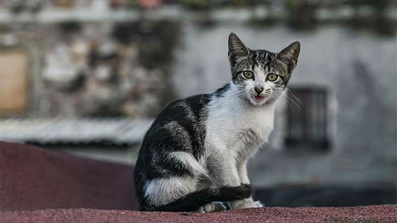 Na Turquia, a morte de um gato de rua desencadeia petições, protestos, ameaças de morte e interesse do presidente Erdogan