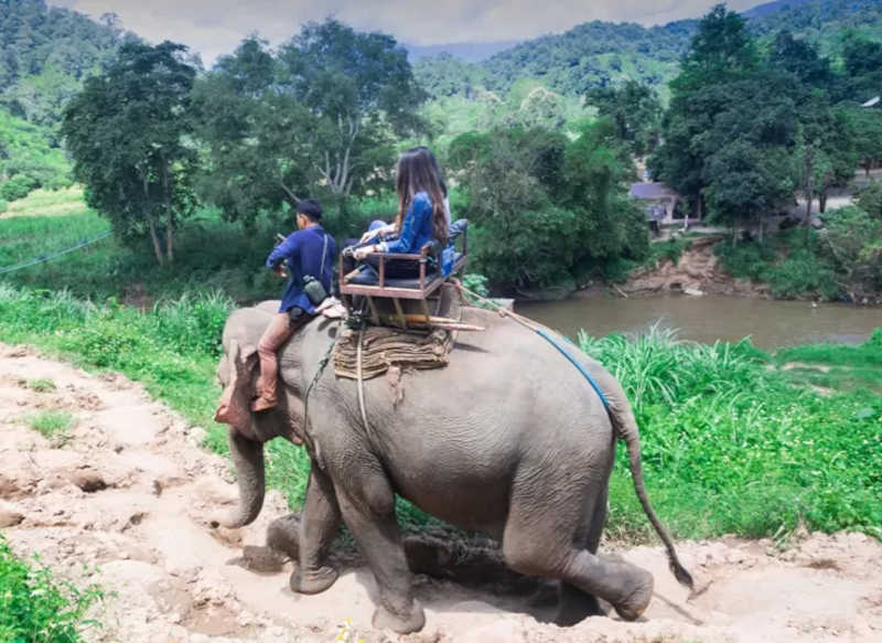 Tailândia é criticada por criar elefantes em cativeiro para o turismo