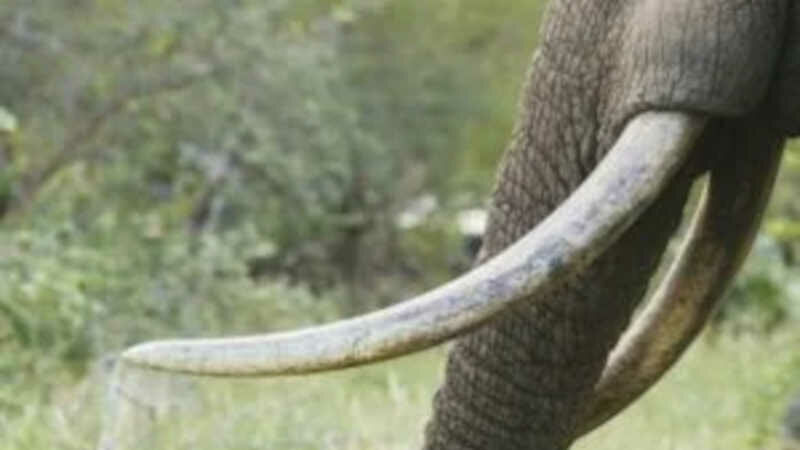 Terceiro elefante “super tusker” morto na Tanzânia nos últimos seis meses