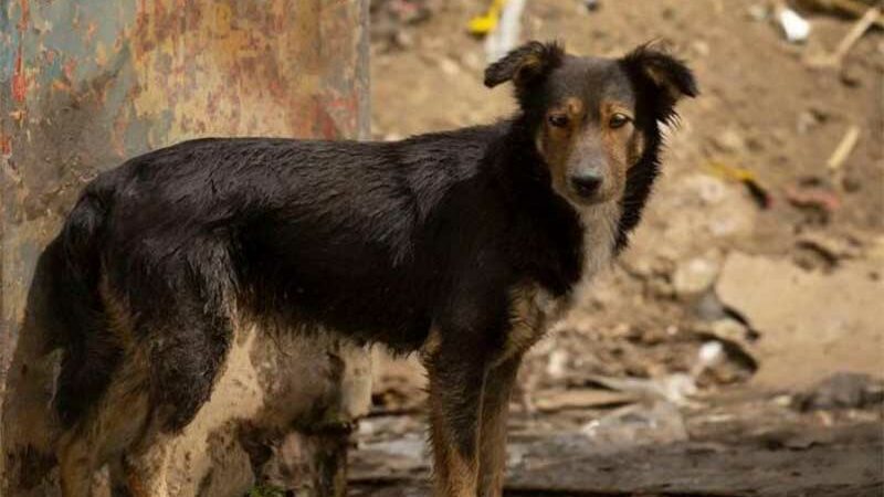 Crueldade sem fim: o flagelo do maltrato animal na Venezuela