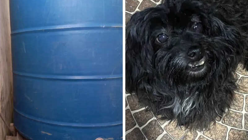 Pet shop deve pagar R$ 10 mil a tutora de cadela que morreu esmagada por caixa d’água de 3 mil litros