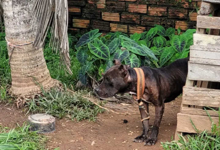 Cães em situação degradante são resgatados pela polícia em Rio Branco, AC