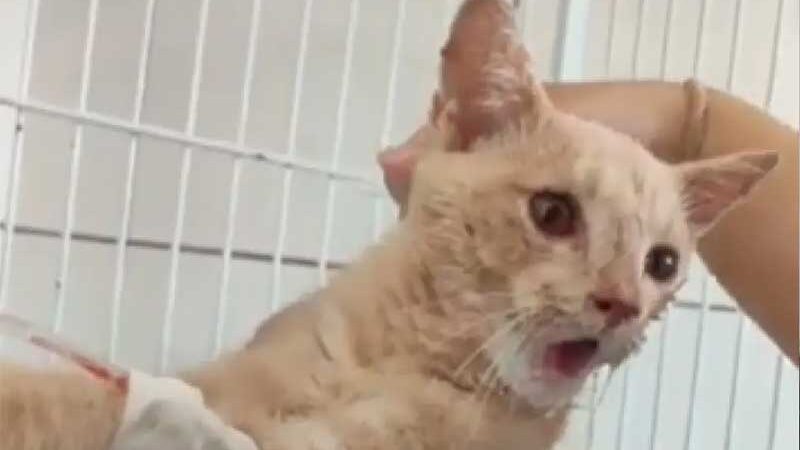 Indústria de ração no Acre é acusada de causar morte e paraplegia em gatos