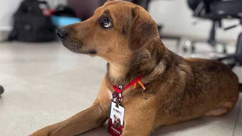 Ministério Público do Acre “contrata” cachorro caramelo após animal ter sido atropelado e sofrer maus-tratos