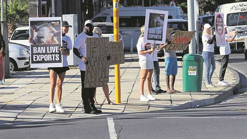 Ativistas da África do Sul pedem a proibição da exportação de animais vivos