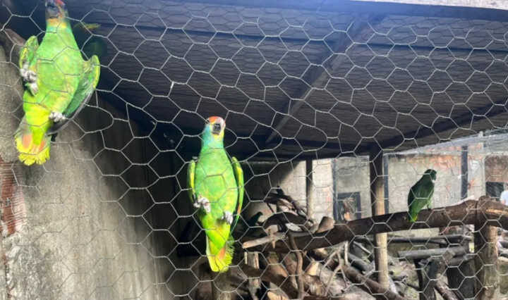 Resgatados do tráfico, mais 7 papagaios-chauá chegam a Alagoas