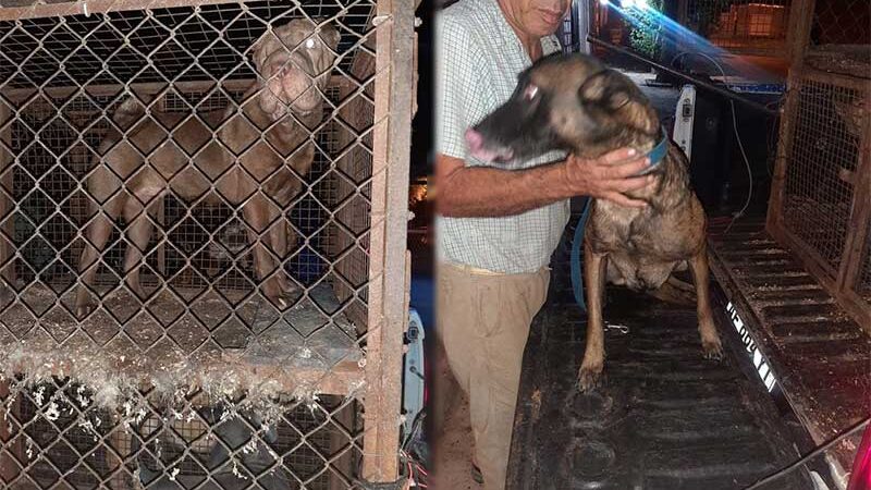 Brigada Animal resgatou 50 cães em estado crítico de um canil clandestino na Argentina