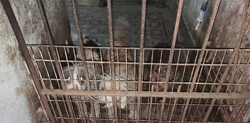 Decisão histórica: pela primeira vez o dono de um canil na cidade de Buenos Aires é condenado por crueldade contra animais