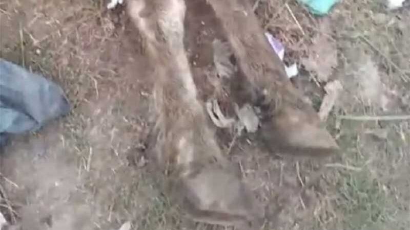 Cavalo é espancado e morre em cidade argentina