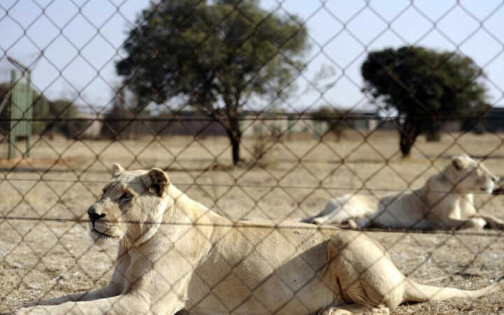África do Sul vai acabar com a criação de leões em cativeiro para caça