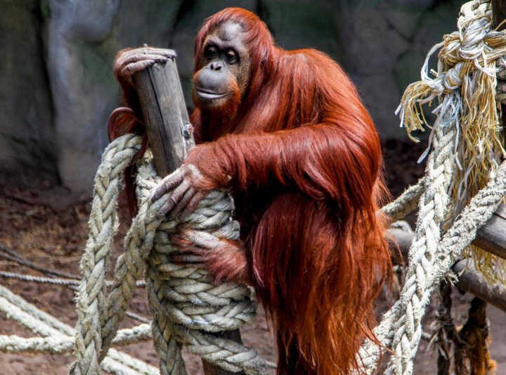 Animais como pessoas não humanas: o caso argentino da orangotango que estabeleceu a jurisprudência mundial