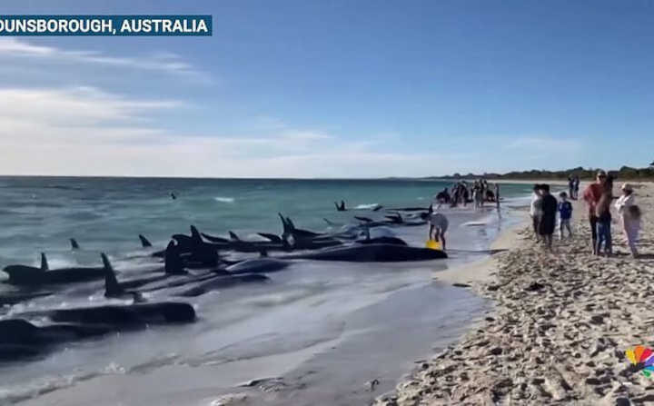 Mais de 160 baleias são encontradas encalhadas em praia da Austrália; vídeo