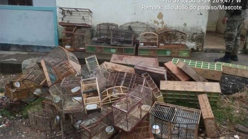 700 aves em situação de maus-tratos são resgatadas em Centro de Distribuição ilegal na BA