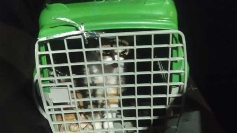 Salvador: três pessoas são detidas por suspeita de abandonar 9 gatos em Piatã