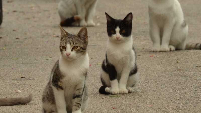 Idosa abriga 74 gatos e vizinhos relatam problemas devido ao excesso de animais em Salvador