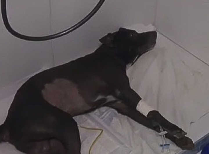Cachorro é arremessado de viaduto na Baixa de Quintas, em Salvador; saiba detalhes