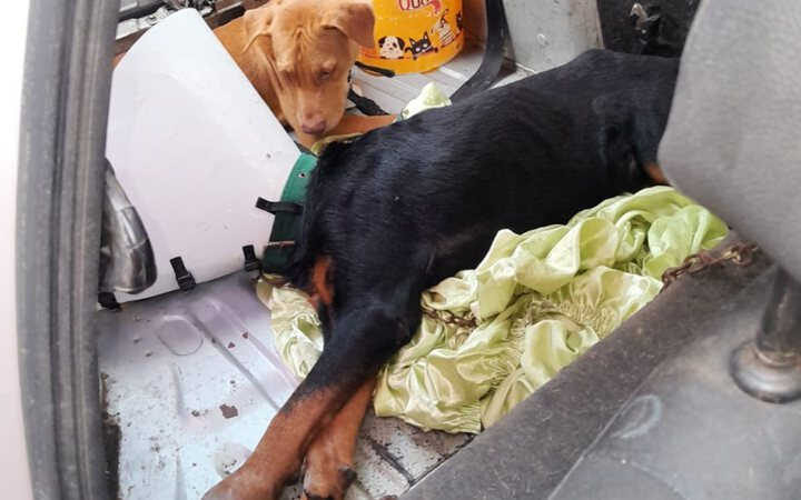 Cachorros abandonados dentro de carro são resgatados por bombeiros em Salvador; confira