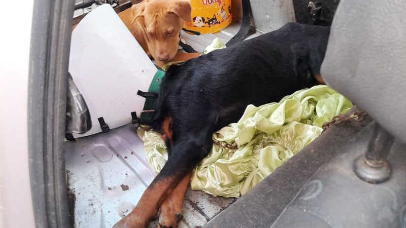 Cachorros abandonados dentro de carro são resgatados por bombeiros em Salvador; confira