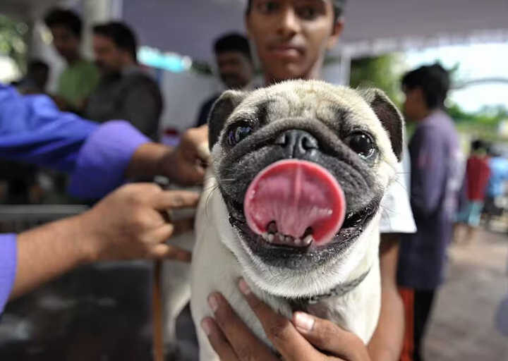 Aplicação gratuita da vacina V10 para cães é oferecida em Salvador; dose na rede privada custa R$ 270