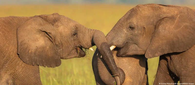 Botsuana ameaça enviar 20 mil elefantes à Alemanha