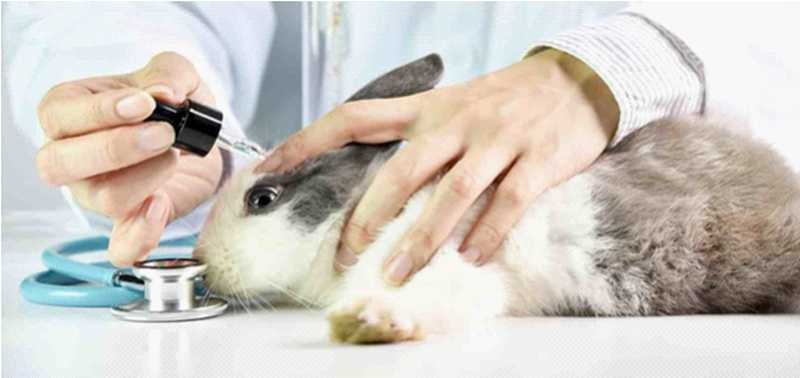 Pesquisa revela que 8 em cada 10 brasileiros reivindicam proibição de testes cosméticos em animais; “Legisladores precisam votar PL”, apela ONG