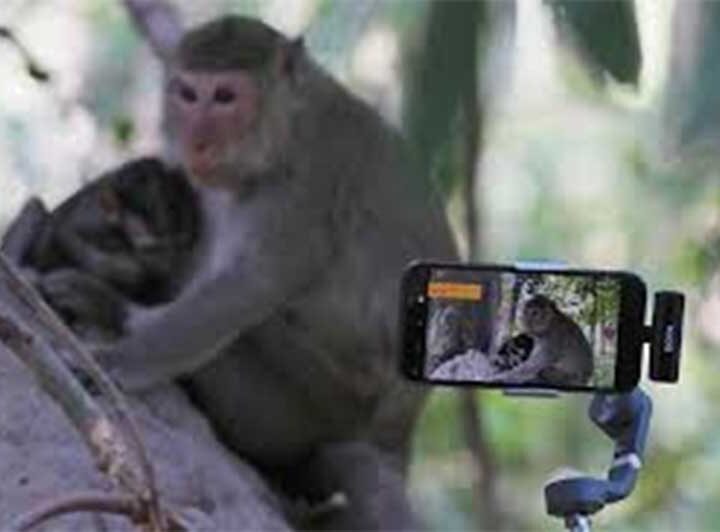 Exploração de animais aumenta em locais turísticos no Cambodja