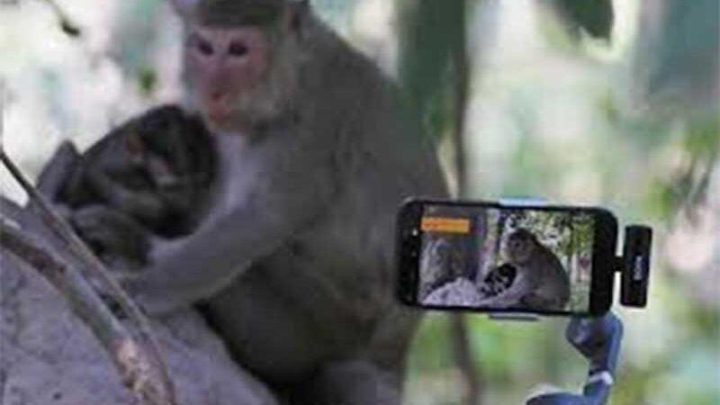 Exploração de animais aumenta em locais turísticos no Cambodja