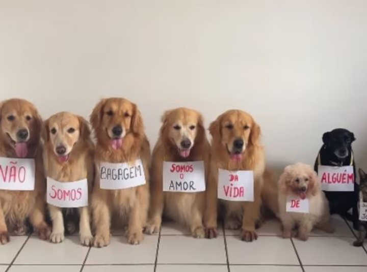 Grupo de pets “protesta” em homenagem ao cão Joca: “Não somos bagagem”