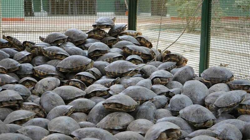 A odisséia das tartarugas hicotea: são os animais mais traficados durante a Semana Santa na Colômbia