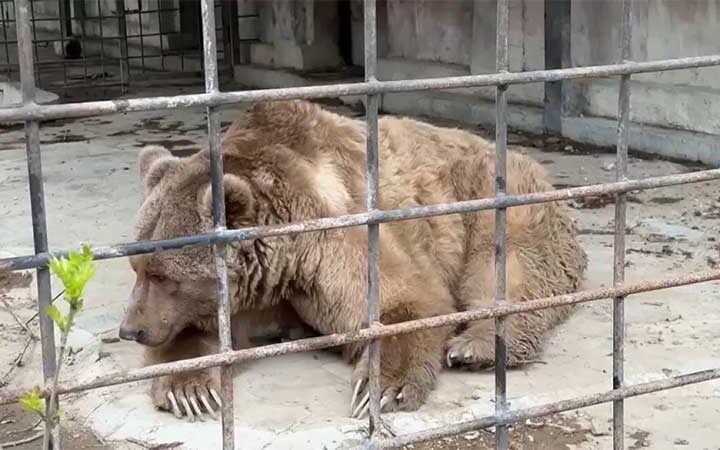 Mais de 200 animais morrem num incêndio em zoológico na Crimeia